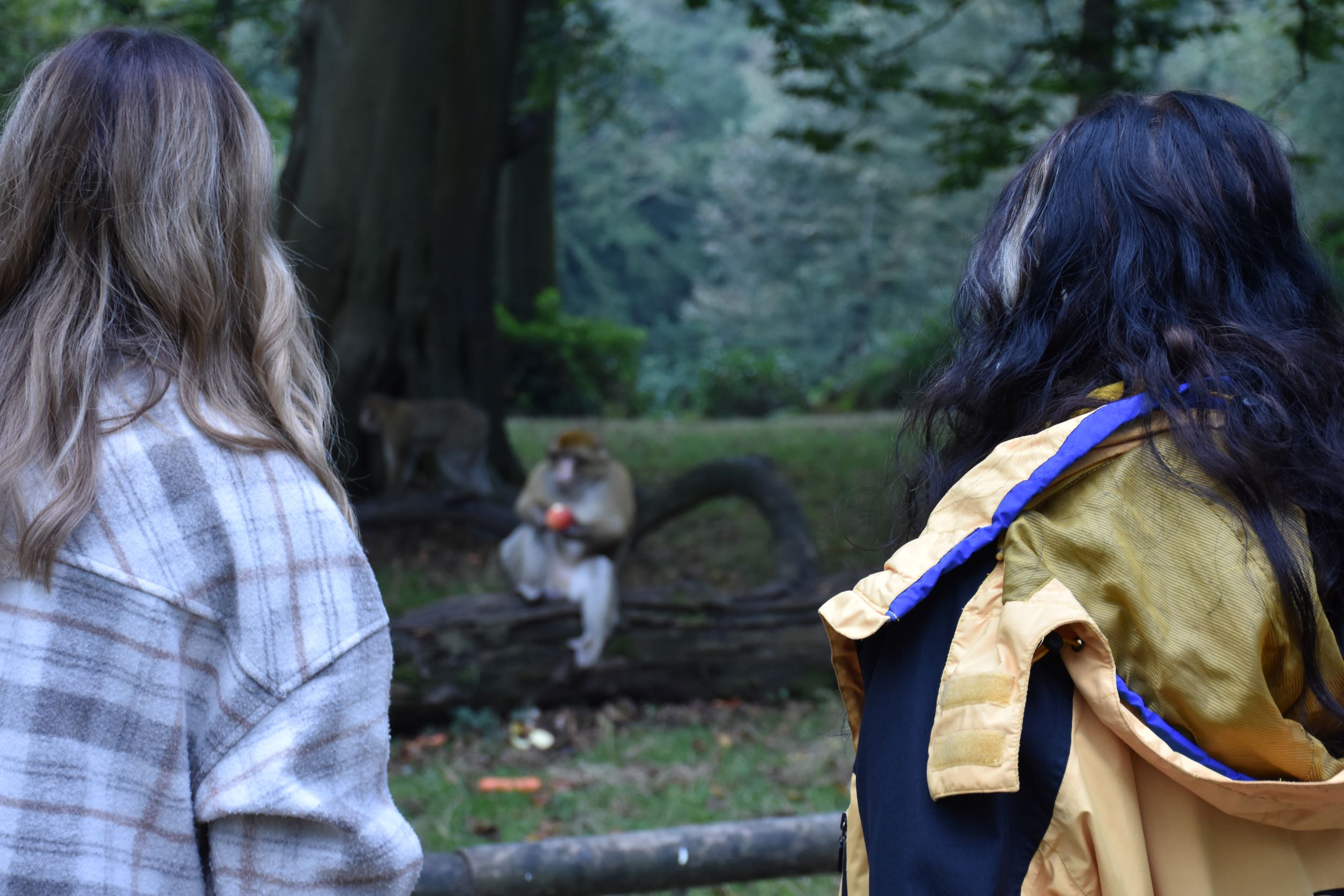 Breakfast with monkeys 5