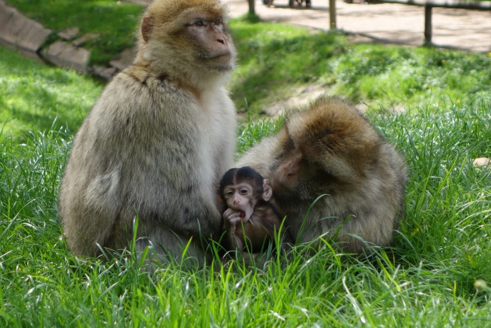 Baby monkey exploring 