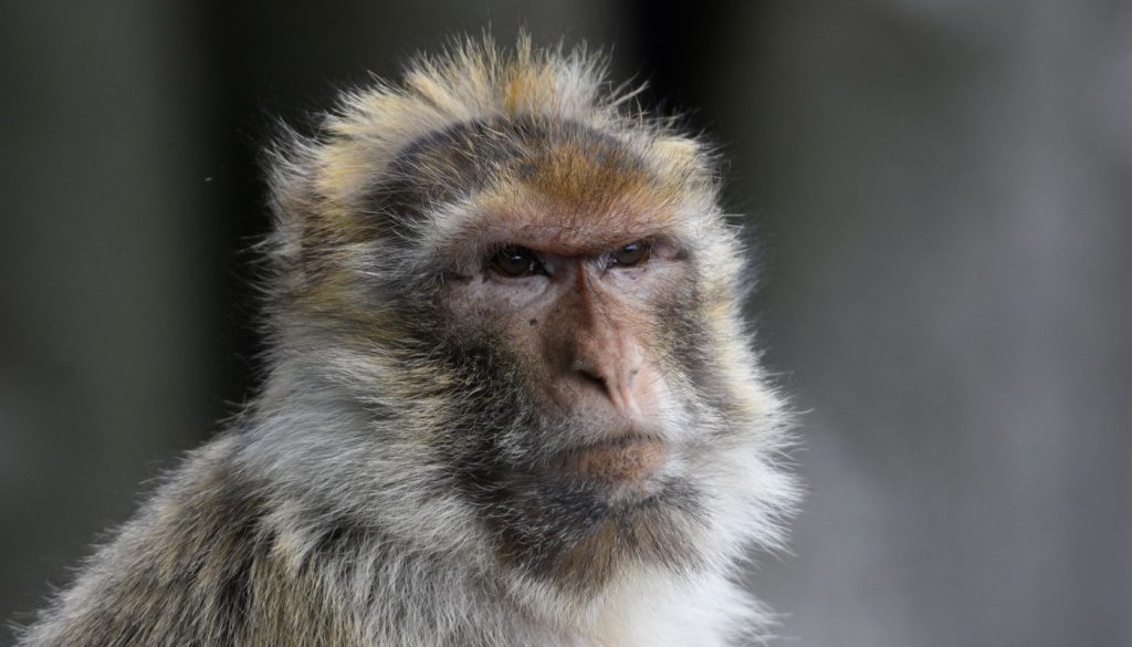 Barbary macaque