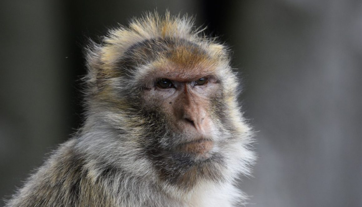 Barbary macaque