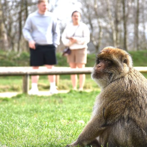 A monkey sitting down, with visitors observing the primate.