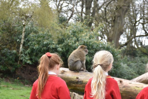 School trip at Monkey Forest