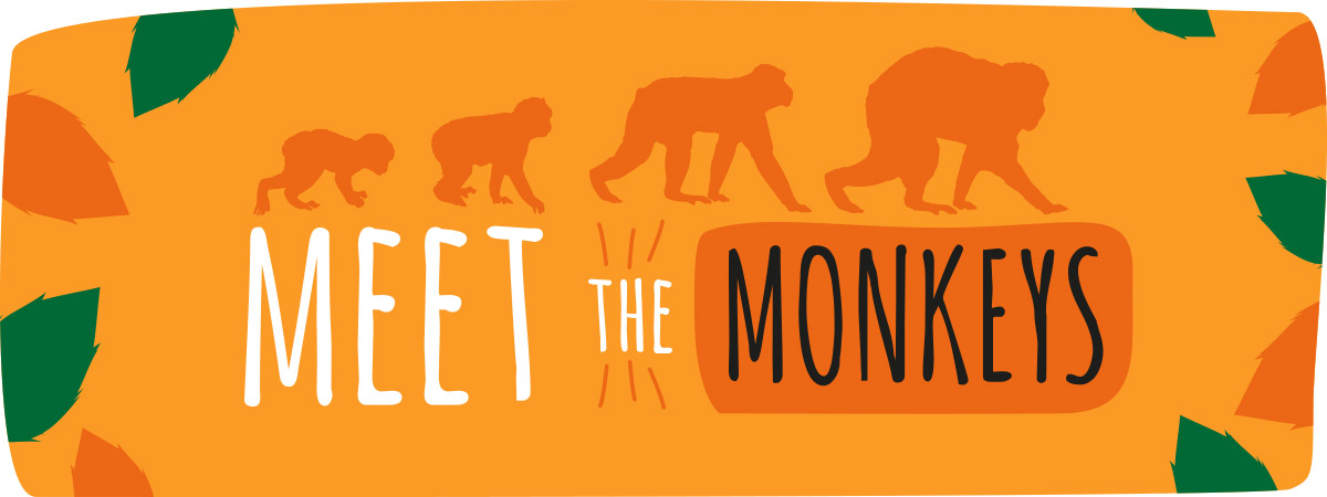 Meet the monkeys at Monkey Forest