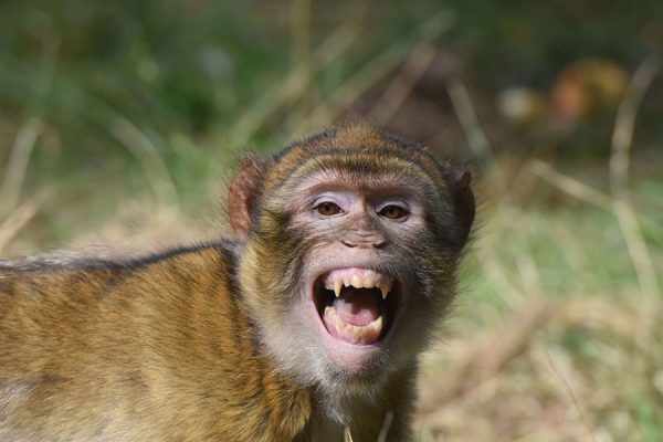 Meet the monkeys at Monkey Forest