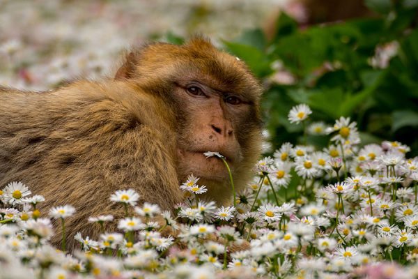 Meet the monkeys at Monkey Forest