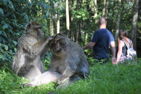 Meet the monkeys at Monkey Forest