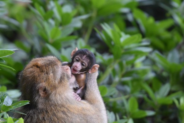 Meet the monkeys at Monkey Forest