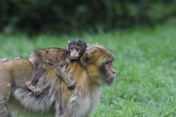 Meet the monkeys at Monkey Forest