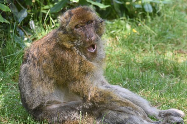 Meet the monkeys at Monkey Forest