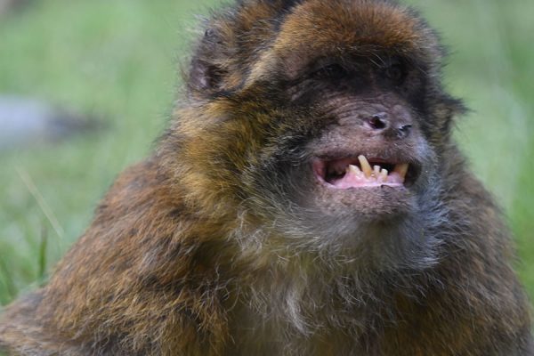 Meet the monkeys at Monkey Forest