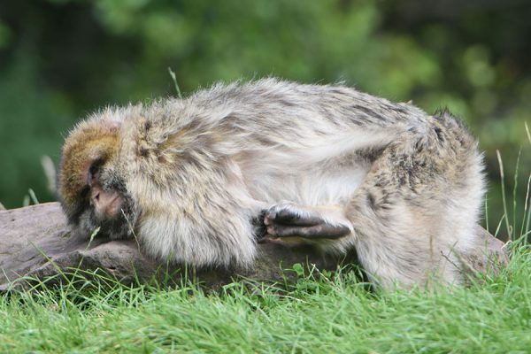 Meet the monkeys at Monkey Forest
