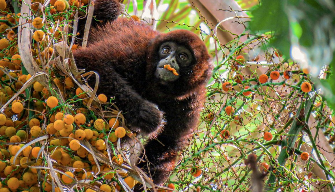 NPC_Lagothrix flavicauda_2