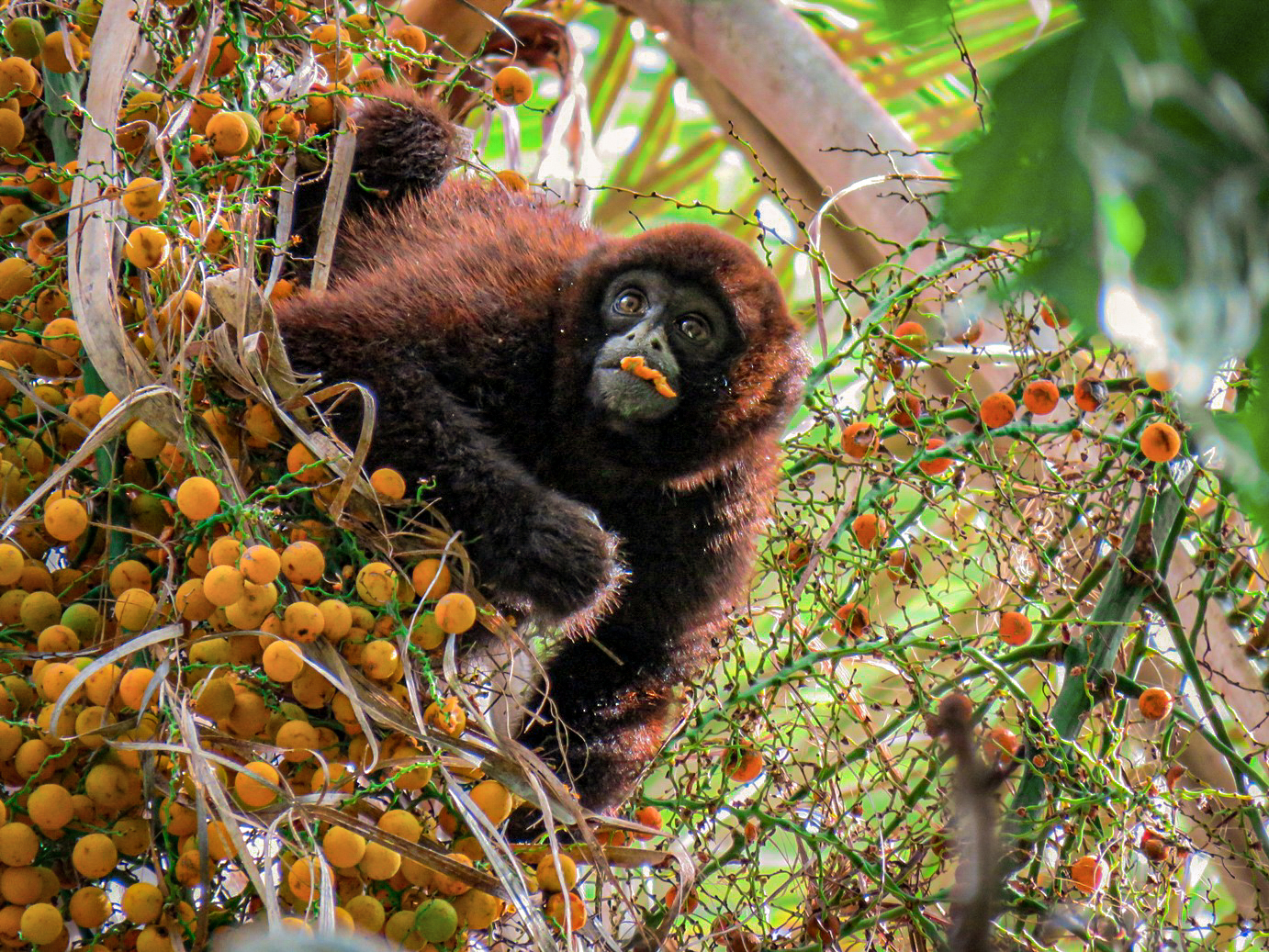 NPC_Lagothrix flavicauda_2