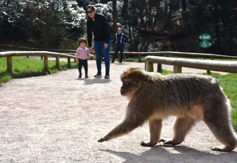 Monkey crossing paths with a visitor at Trentham Monkey Forest