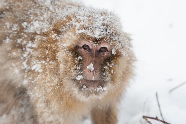 Winter Walks Image SNOW