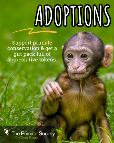 Adopt babies in 2024