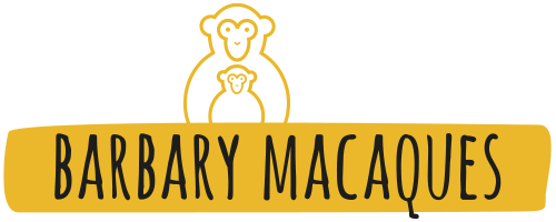 Adopt our baby Barbary Macaques