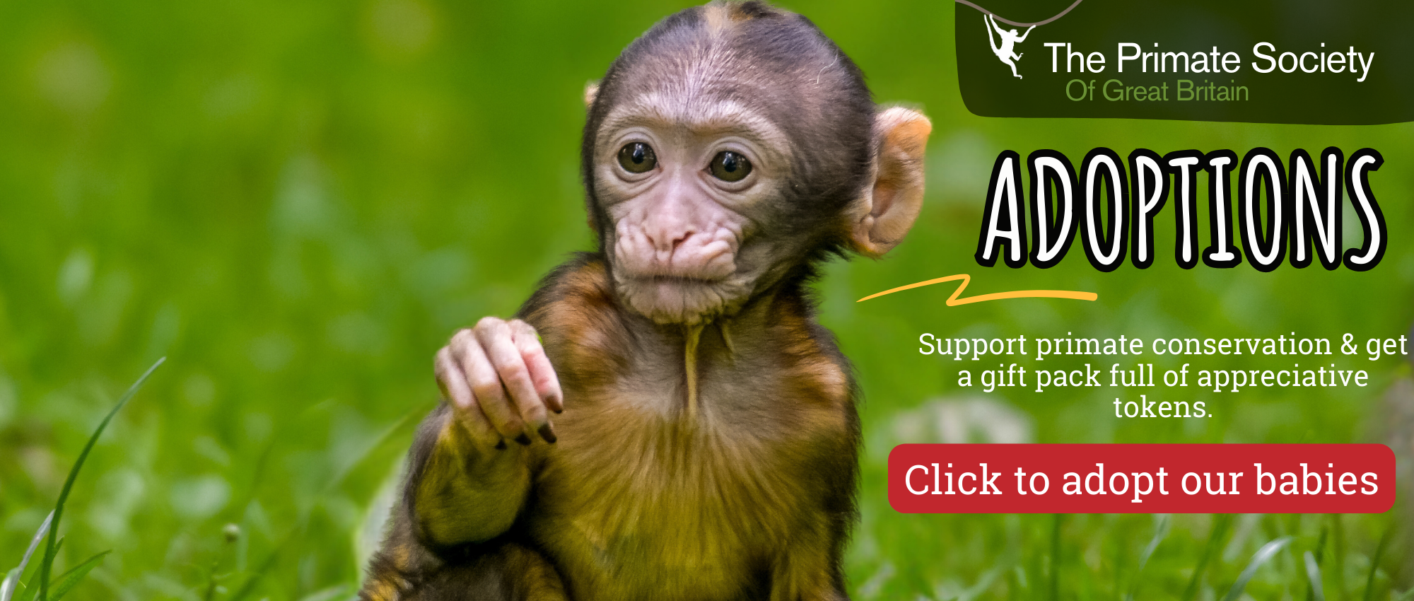 Adoptions Babies 2024