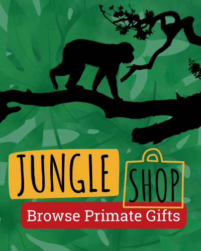 Jungle Shop 2024