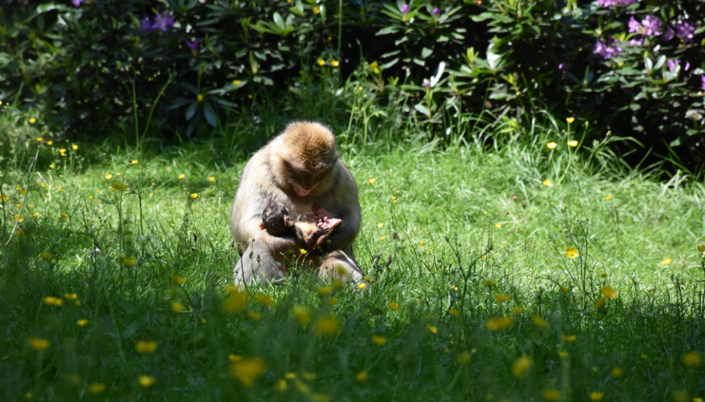 Screenshot 2021-06-04 100111