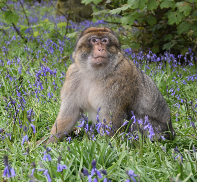 Become One Of The Troop