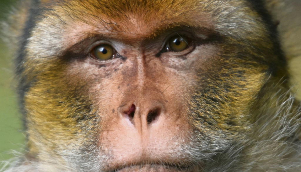 Trendy Nude Aesthetic Photo Collage Inspiration Your Story