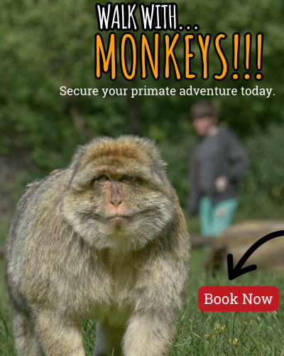 Walk With Monkeys in 2024